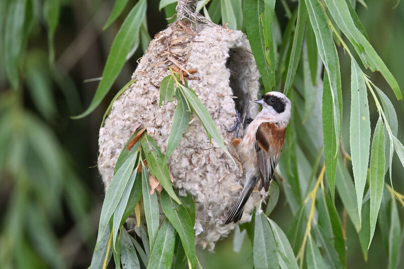 Rémiz penduline mâle adulte, identification, Nidification