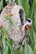 Eurasian Penduline Tit