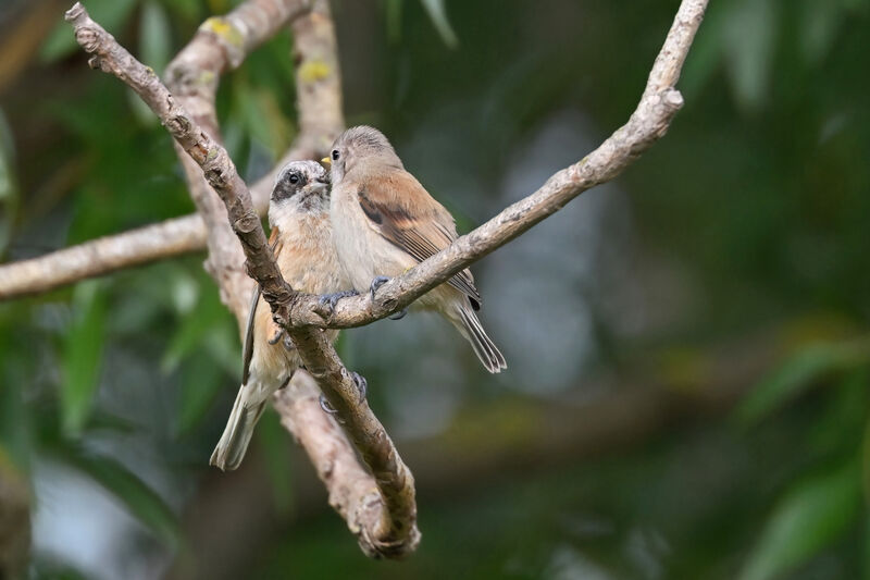 Eurasian Penduline Tit, identification