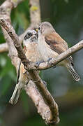 Eurasian Penduline Tit