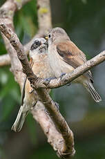 Rémiz penduline