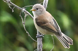 Eurasian Penduline Tit