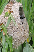 Eurasian Penduline Tit