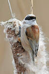 Rémiz penduline