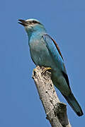 European Roller