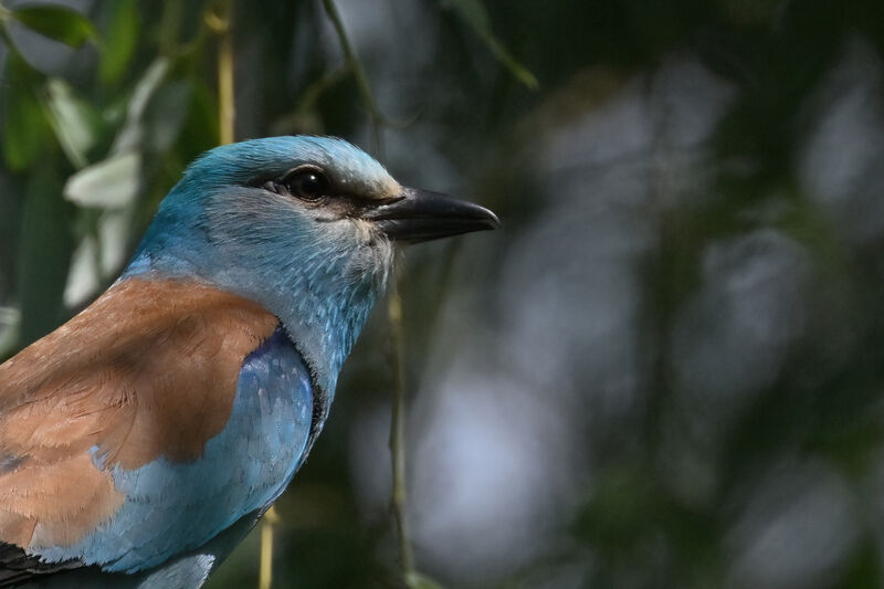 European Rolleradult breeding, close-up portrait