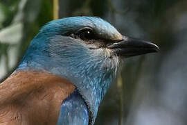 European Roller