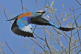 European Roller