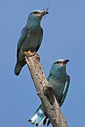 European Roller