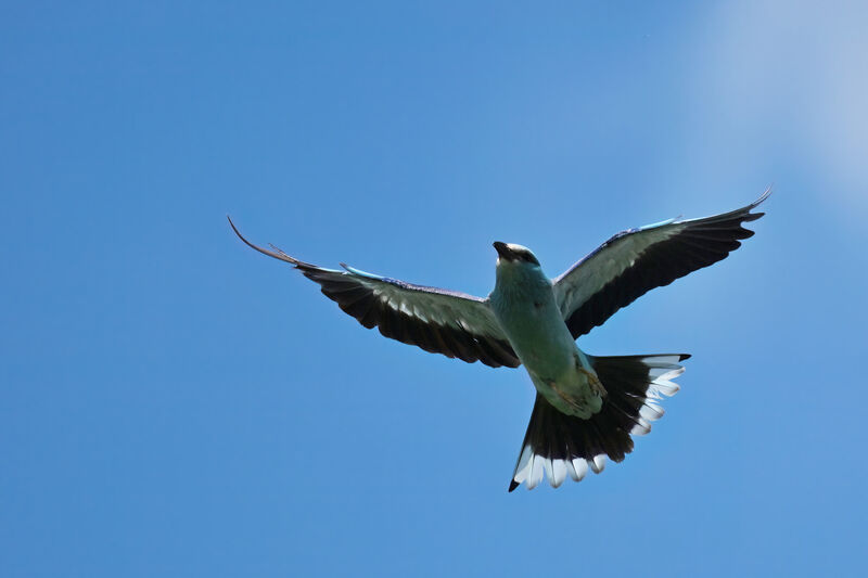 European Rolleradult, Flight