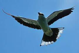 European Roller