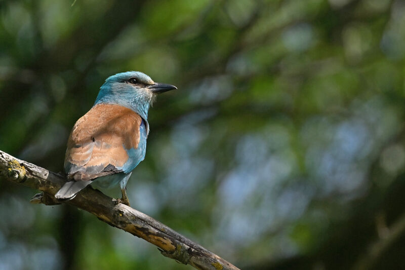 European Rolleradult, identification