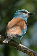 European Roller