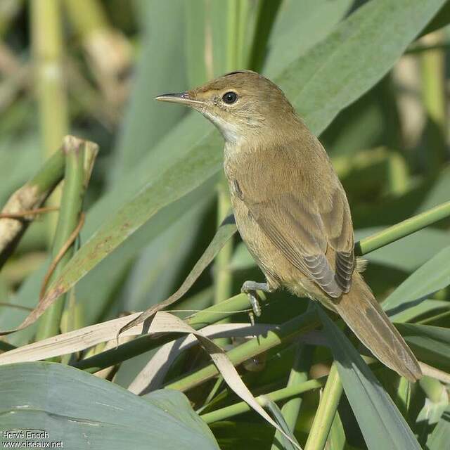 Eurasian Reed Warbler - Acrocephalus scirpaceus First year - heen205262