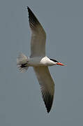 Caspian Tern