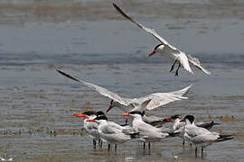 Caspian Tern