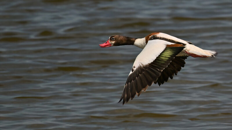 Common Shelduck female adult, Flight