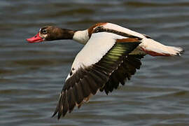 Common Shelduck