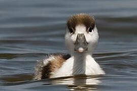 Common Shelduck