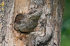 Eurasian Wryneck