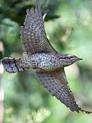 Eurasian Wryneck