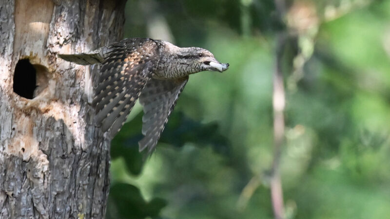 Eurasian Wryneckadult, identification, Reproduction-nesting