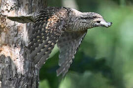 Eurasian Wryneck