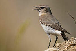 Isabelline Wheatear