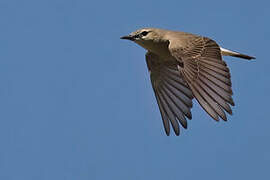 Isabelline Wheatear