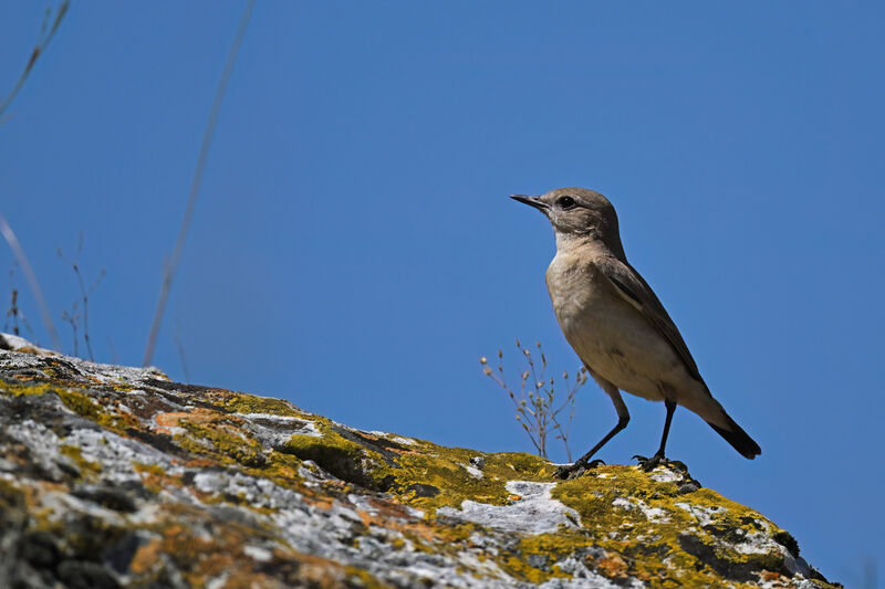 Isabelline Wheatearadult, identification