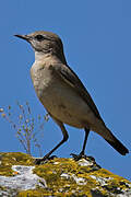 Isabelline Wheatear