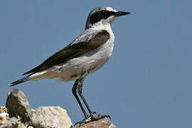 Northern Wheatear