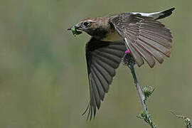 Pied Wheatear