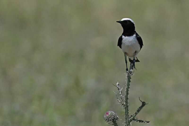 Pied Wheatear male adult breeding, identification