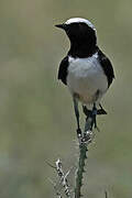 Pied Wheatear