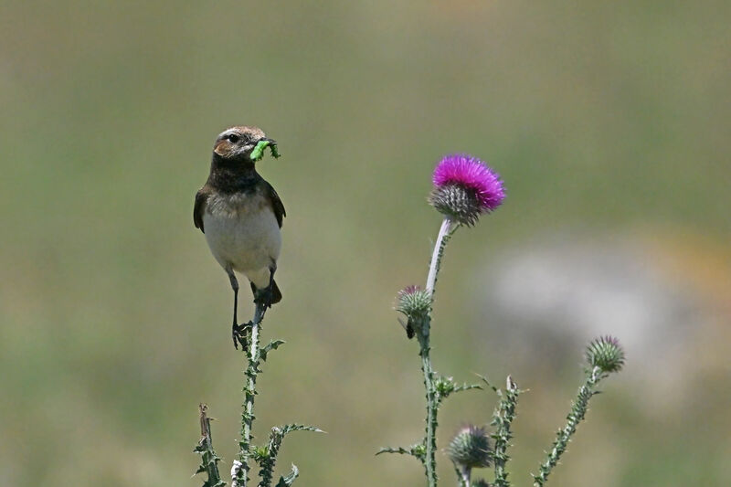 Pied Wheatear female adult breeding, identification