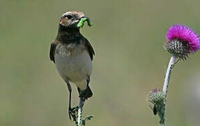 Pied Wheatear