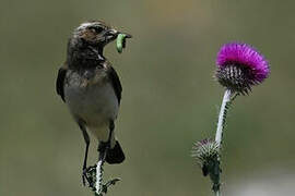 Pied Wheatear