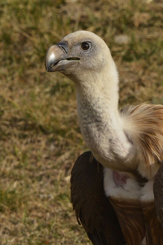 Griffon Vulture - Gyps fulvus immature - heen194755