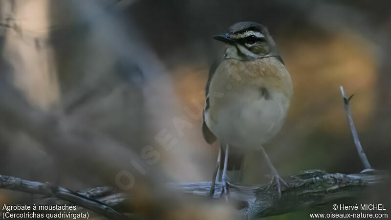 Bearded Scrub Robin