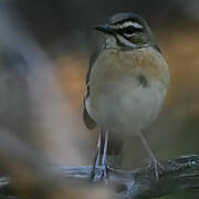 Bearded Scrub Robin