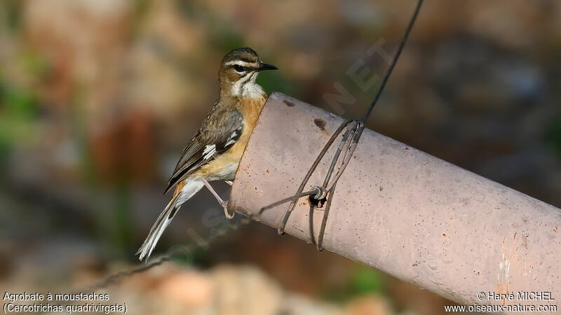 Bearded Scrub Robin