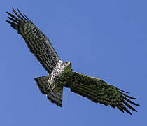 Ayres's Hawk-Eagle