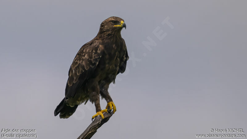 Aigle des steppesadulte