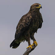 Steppe Eagle