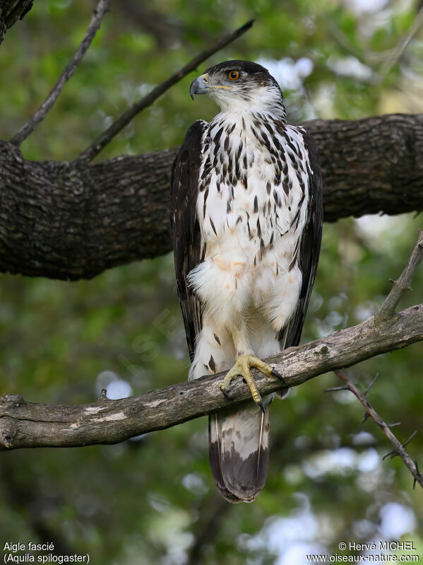 Aigle fascié