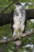 African Hawk-Eagle