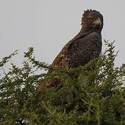 Martial Eagle