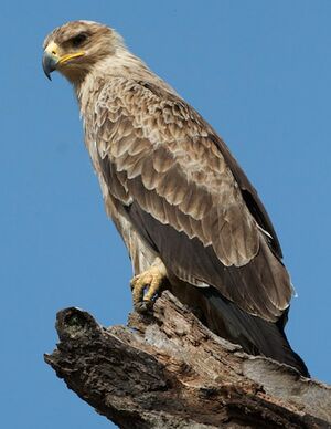 Tawny Eagle : Pictures.