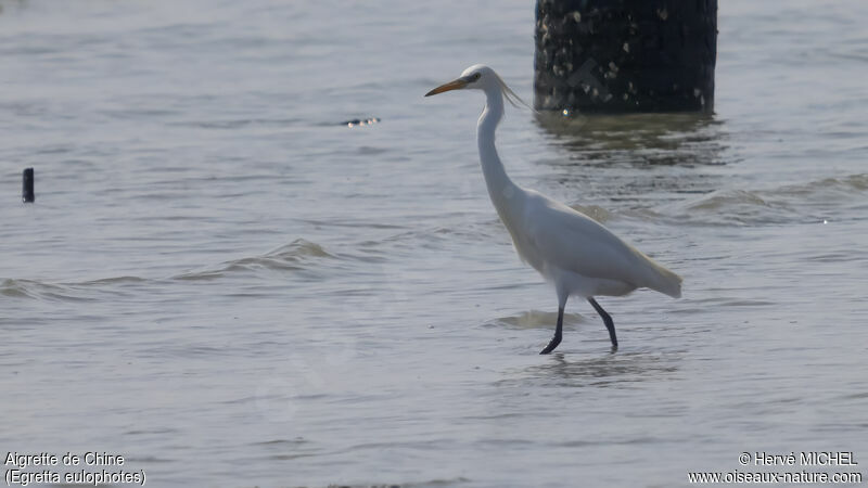 Aigrette de Chine